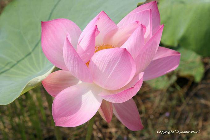 Die Lotusblüten , mehrjährige Wasserpflanze, Skun - Kambodscha