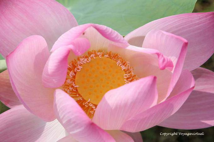Lotus Flower Herzen von East Skun Region - Kambodscha