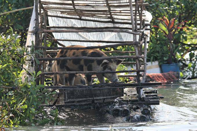 Schweine in einem schwimmenden Versteck, Tonle Sap See - Kambodscha