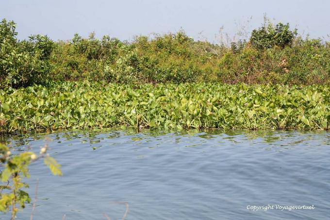 Vegetation am Ufer des Sees Tonle Sap - Kambodscha