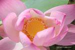 Lotus Flower Herzen von East Skun Region, Kambodscha.