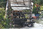 Schweine in einem schwimmenden Versteck, Tonle Sap See, Kambodscha.