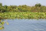 Vegetation am Ufer des Sees Tonle Sap, Kambodscha.