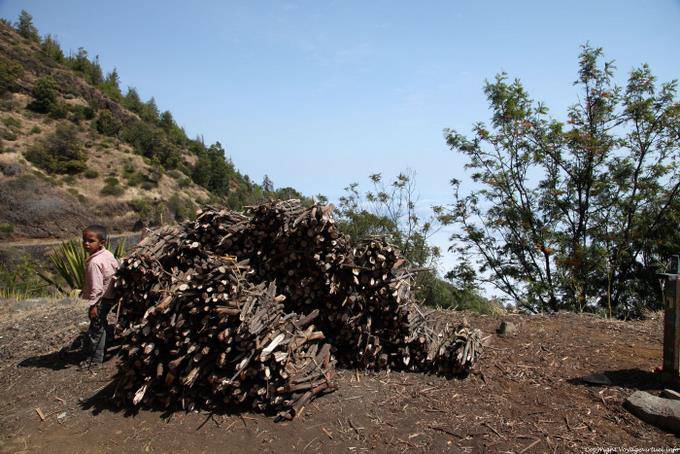 Fogo, Chã das Caldeiras, Holz Schwuchteln - Kap Verde