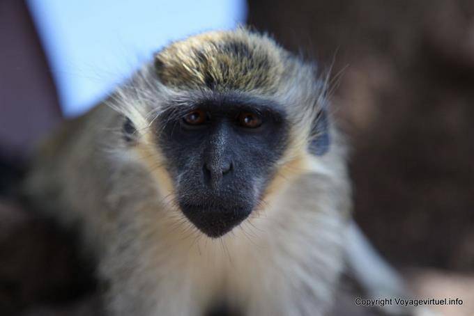 Santiago, Cidade Velha, stürzte Banana Monkey Leiter - Kap Verde