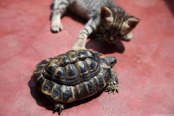 Santo Antão, Paúl, Chatten und Schildkröte - Kap Verde