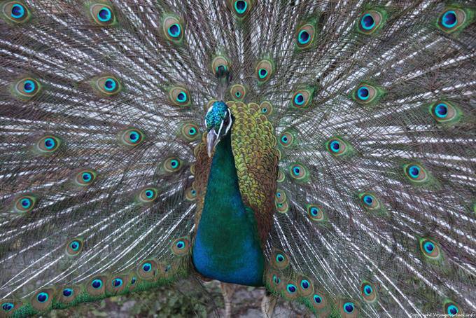 Santo Antão, Pedracin, der Pfau - Kap Verde