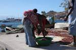 São Vicente, Mindelo Fischereihafen, Fischtrio, Kap Verde.
