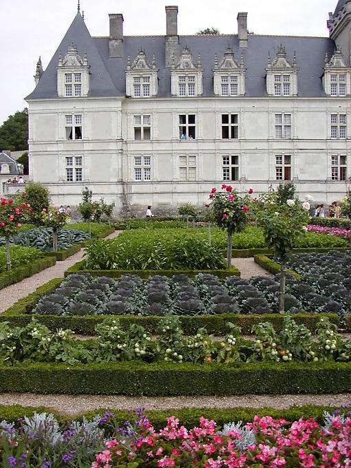 Kohl und Tomaten zwischen den Rosen, Villandry, Frankreich.