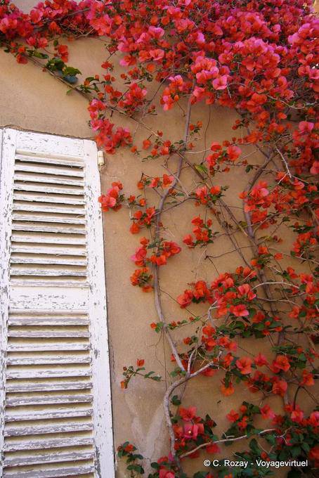 Ramatuelle, Provence Druck, roten Bougainvillea an der Wand Ocker, Provence, Frankreich