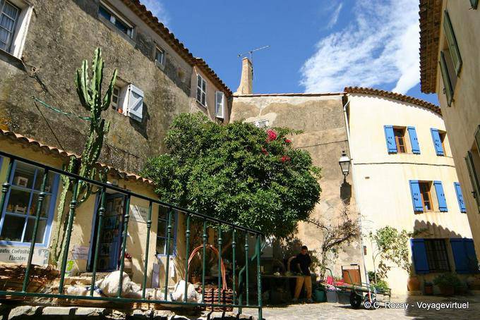 Ramatuelle, Kaktus aus dem Blumengeschäft, Provence, Frankreich