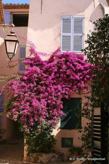 Ramatuelle, blühenden Bougainvillea, Provence, Frankreich