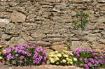 Blume Grenze auf alten Mauer Gassin, Frankreich.