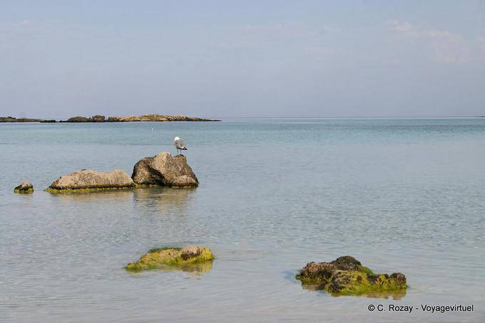 Seevogel auf Felsen Elafonissi - Kreta, Griechenland