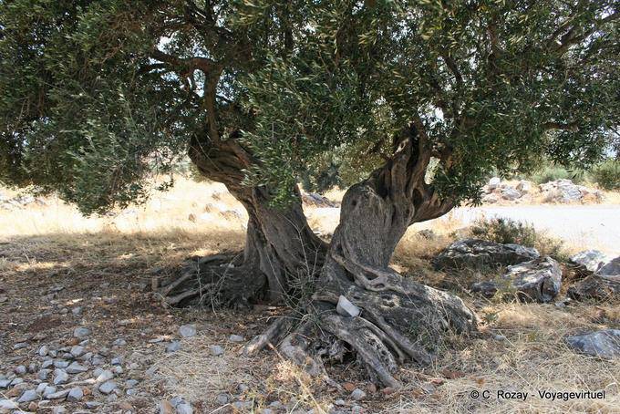 Alte Olivenbaumstamm nach Kastelli gefoltert - Kreta, Griechenland