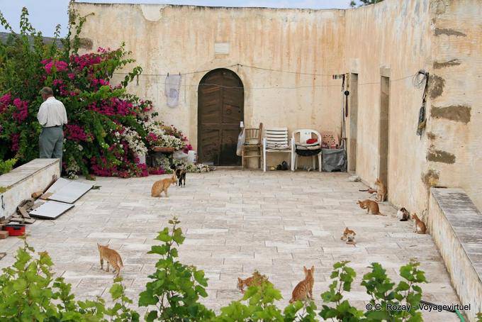 Die Gerichts Katzen, Toplou - Kreta, Griechenland