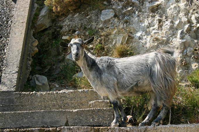 Ziege in den Bergen zwischen Paleochora und Sougia - Kreta, Griechenland