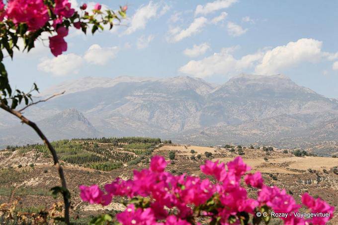Die Weißen Berge und White Mountains hinter der Bougainvillea, Phaistos - Kreta, Griechenland