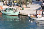 Enten auf dem Kanal, Georgioupoli, Kreta.