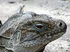 Leiter Rhinoceros Iguana Iguana oder Ricordi, Lago Enriquillo, Dominikanische Rep..