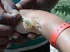 Gelber Skorpion auf der Hand, Lago Enriquillo, Dominikanische Rep..