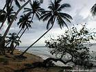 Coconut untersuchte den menschenleeren Strand, Juan Dolio, Dominikanische Rep..