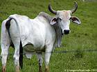 Zebu Feld Miches Hata Mayor, Dominikanische Rep..