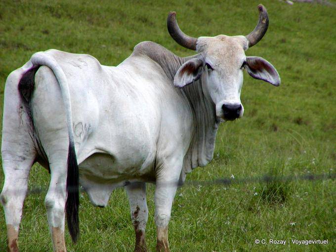 Zebu Feld Miches Hata Mayor, Dominikanische Rep.
