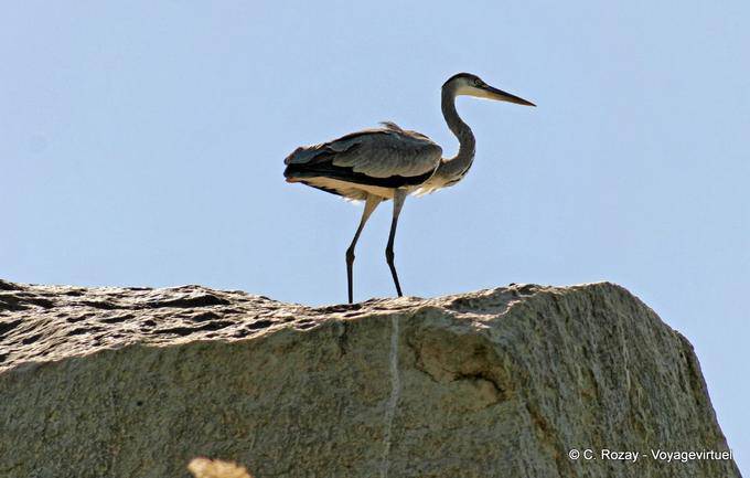 Reiher auf dem Felsen am Fluss, Aswan - Aegypten