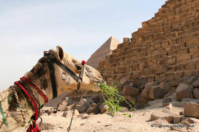 Portrait dun Kamel vor Pyramiden, Giza - Aegypten