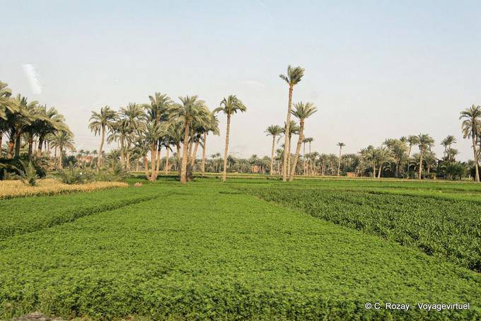 Feld in der Nähe Saqqara - Aegypten