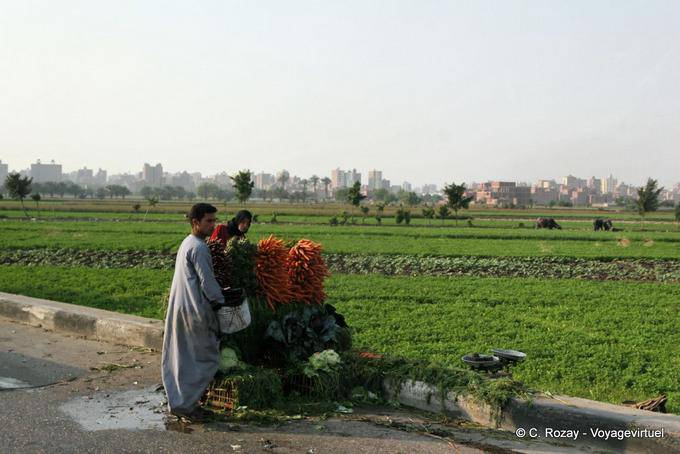 Frisch geerntete Karotten und anderes Gemüse, Kairo - Aegypten