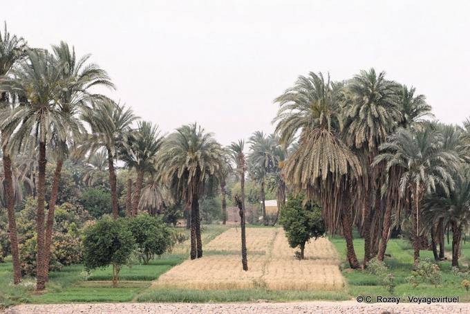 Land bebautes Feld um Esna - Aegypten