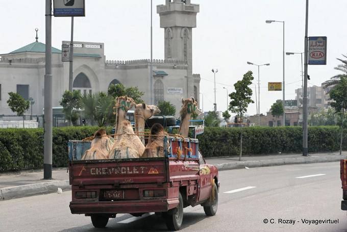 Transport Kamele in einem Van, Kairo - Aegypten