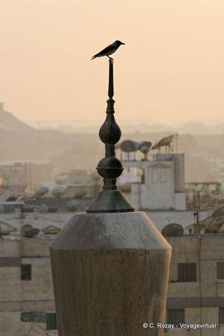 Vogel auf einem Minarett in Kairo - Aegypten