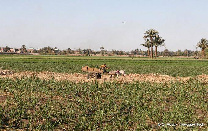 Wagon Fahrt in der Mitte der Ernte, einem Vorort von Luxor - Aegypten