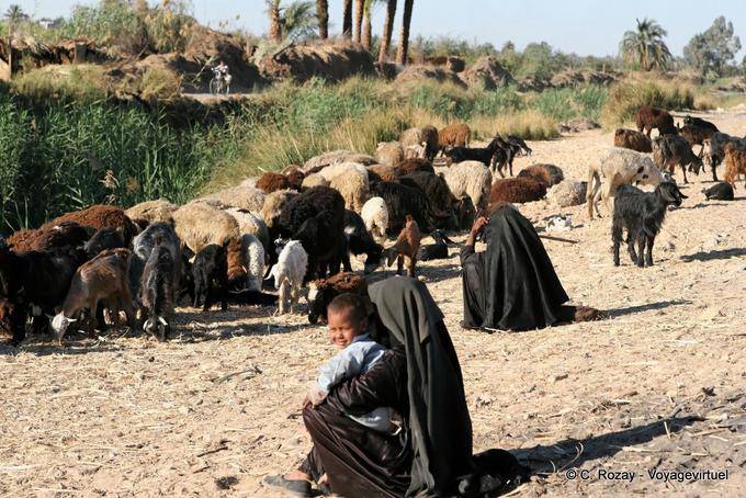 Herde von Babysittern, in der Nähe von Luxor - Aegypten