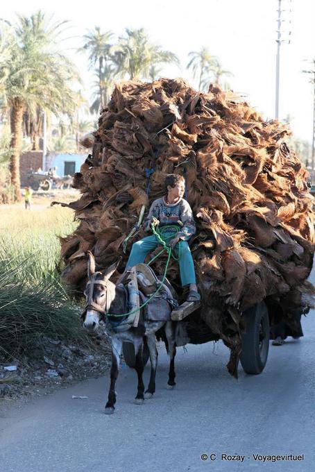 Die Beförderung von Palmrinde, Luxor - Aegypten