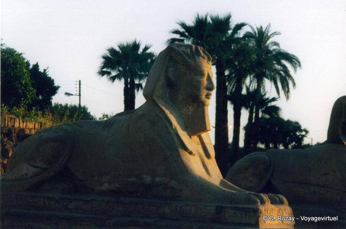 König Kopf Sphinx, Luxor-Tempel dromos - Aegypten