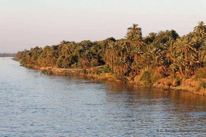 Palmenwald, Nile Shore - Aegypten