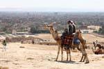 Kamel vor einem Panorama von Kairo, Ägypten.