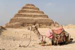 Camel am Fuß der Pyramide, Sakkara, Ägypten.