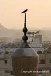 Vogel auf einem Minarett in Kairo, Ägypten.