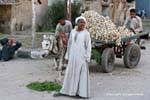 Marchand Knoblauch, Luxor, Ägypten.