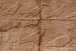 Parade der verschiedenen Vögel, Erleichterung, Karnak-Tempel, Ägypten.
