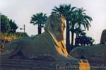 König Kopf Sphinx, Luxor-Tempel dromos, Ägypten.