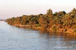 Palmenwald, Nile Shore, Ägypten.