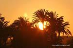 Sonnenuntergang hinter den Palmen, Ägypten.