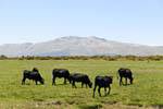 Bulls auf den Wiesen, mit Blick auf den Najarra, Miraflores della Sierra, Spanien.