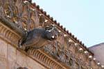 Creamy Gargoyle, Las Escuelas Menores, Salamanca, Spanien.